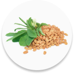 Fenugreek