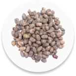 Jamun Seed