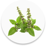 Tulsi